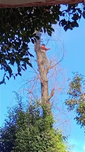 Tree 🎄 Cutting ✂️✂️ Down ✈️✈️✈️