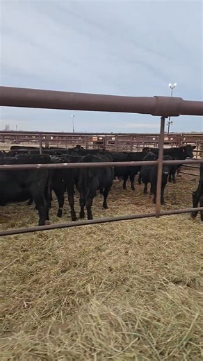 1300 in this evening, Expecting 1500-1800 Cattle tomorrow for the Calf and Feeder sale. Sale time is 9AM 700-800 Feeders *Burlington: 141 Hfrs 725-750# *Woodward: 241 Strs/Hfrs 700-850# *Hennessey: 60 Strs 850# *Ringwood: 60 Strs 800-850# *Nowata: 80 Strs/Hfrs 600-700# * Another 100 Local Strs/Hfrs 700-900# 800-900 Calves * Lots of front end calves 350-600# this week including several consignments of 5wt weaned cattle ready to turnout (Video: Busch Cattle from Milan,KS weaned and 1 round of shot