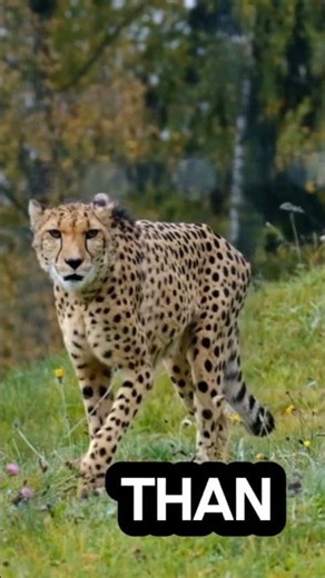 “Cheetah vs Human: The Ultimate Speed Comparison”