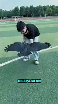 Jangan Sembarangan Memberi Makan Burung Gagak, Akibatnya Bisa Mengikutimu Terus #burunggagak