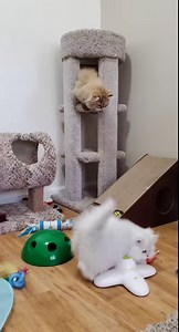 1.7K views · 122 reactions | Dollface Persian Kittens on Reels | Facebook
