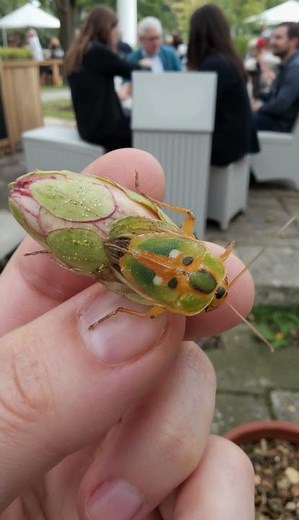 Floricicada mirabilis - When this cicada blooms in your hand, the season will favor your steps.