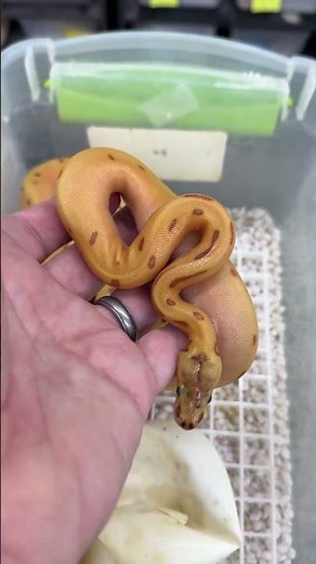 Super Orange Dream combos! #ballpythonmorphs #royalconstrictordesigns #ballpython