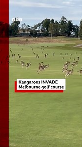 "It's a fair dinkum stampede." Stephen Roche's game of golf was interrupted by a mob of kangaroos hopping through the course at the Heritage Golf & Country Club near Melbourne. BBC News #Melbourne #GolfCourse #Kangaroo #Nature | BBC One