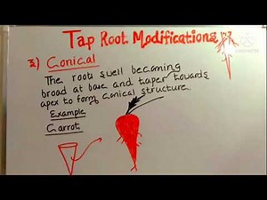 Tap Root Modifications-Morphology in flowering plants class 11