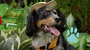 4.7K views · 154 reactions | Are you ready for the Jungle Adventure Games? New #MuttNStuff episode tomorrow 9:30am on Nickelodeon | Mutt & Stuff | Facebook