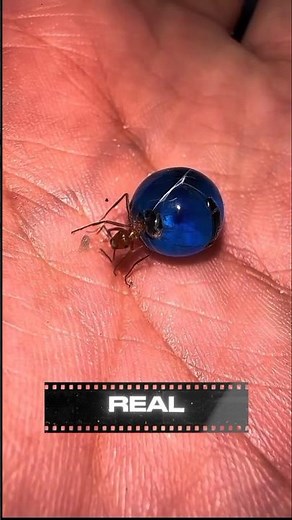 “This Ant Turns Into a ‘Grape’… And It’s Real! 😳🍇”