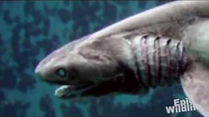 Prehistoric Frilled Shark
