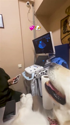Finding out your dog is pregnant 🥹