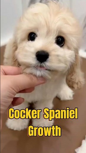 This is how a Cocker Spaniel grows up!