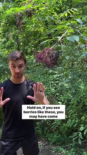 244K views · 838 reactions | Some people regard Pokeweed berries...