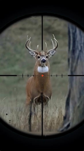 Clean Deer Hunting Shot | Outdoor Adventure & Skills #HuntingSkills #EthicalHunting #SurvivalSkills