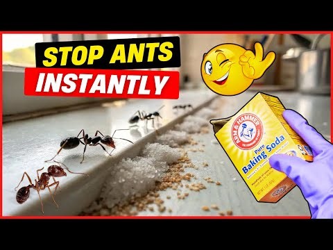 How to Get Rid of Sugar Ants Fast – Quick & Effective Methods