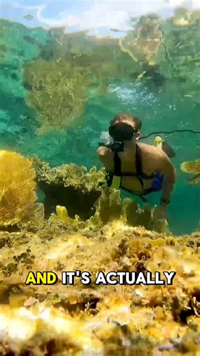 302K views · 1.1K reactions | We need your help! What do we call scuba diving without a scuba tank? #diveBLU3 #tankless #diving | BLU3 | Facebook