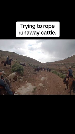 I guess the two cows had other plans 🤷‍♂️ The green rope im using is the offical B&D Ranch Rope! It took me a long time to design and it is finally available for you guys. #cow #horse #fyp #chase #intense #epic
