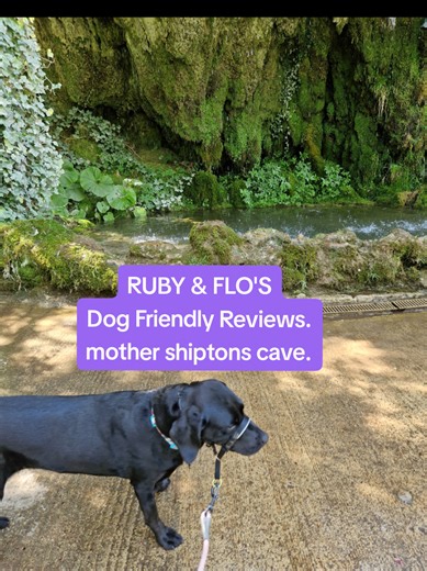 Today for our dog friendly review we're looking back on our visit to Mother Shiptons Cave. We had a gorgeous hot day for exploring! We rate it a 9/10 here's why; *Very dog friendly, only place dogs aren't allowed is in the little museum/shop & childrens play area. ** Check opening times/days before going, they vary slightly throughout the year! *Terrain, there is steps to negotiate around the attraction. Unfortunately its not wheelchair friendly & prams have to be left near the steps. *Amenities