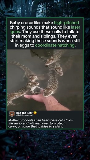 Baby Crocodiles Sound Like Laser Guns