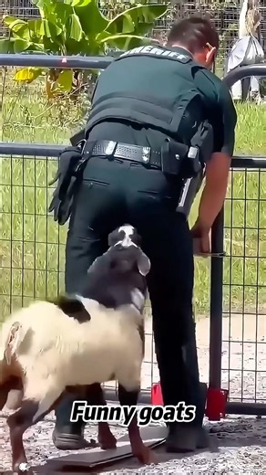 Goats Are Literally Unhinged 🐐💀