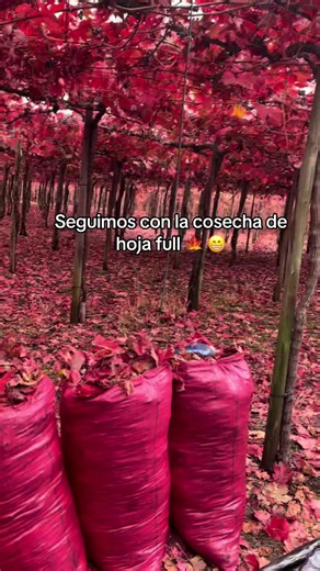 Cosecha de hoja por kilo en Chile