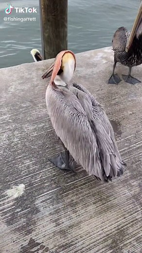 Hilarious Pelican Prank at Ocean with Fish