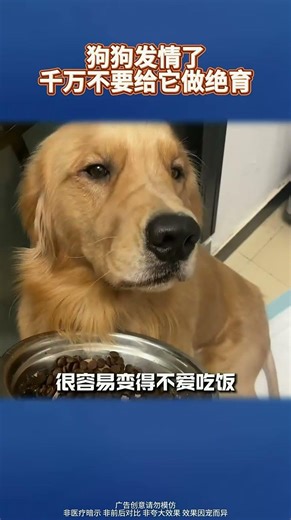 No Need for Neutering: Heat Cycles in Dogs Explained