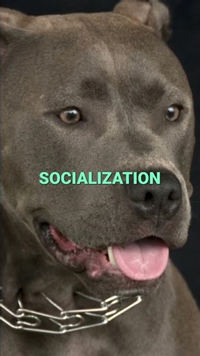 Essential Dog Training: Smart Methods for Eager Pups #shorts