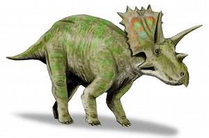 Anchiceratops - Alchetron, The Free Social Encyclopedia