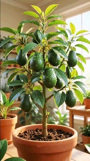 Amazing Avocado Growing Time-Lapse 🥑 From Seed to Fruit | Incredible Plant Growth in Minutes