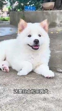 中华田园犬八大品种，你知道几个？#中华田园犬 #狗 #动物 #科普