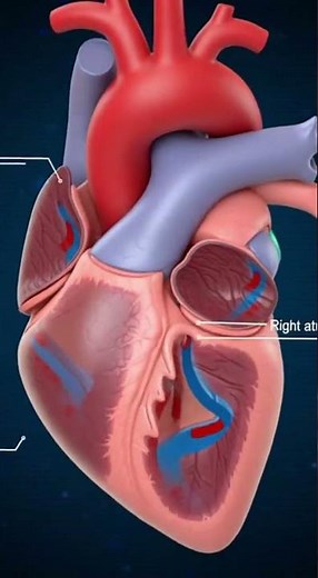 How Does the Heart Work?