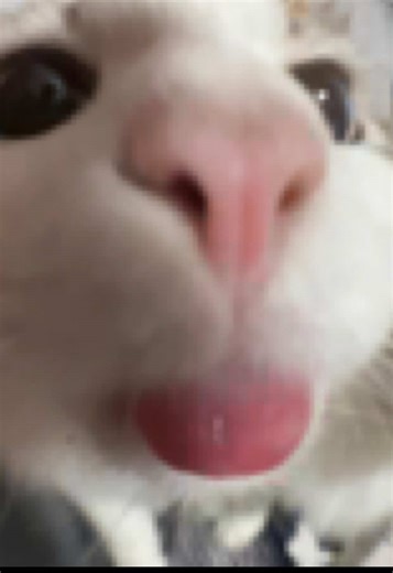 Exploring the Rant Community with Ellie Williams