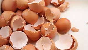 Are Eggshells Good For Tomatoes? What Research Says & How to Use - The Scientific Gardener