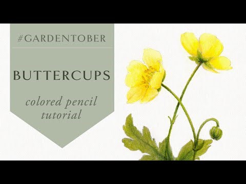 Gardentober 9 | Colored pencil flower tutorial - how to draw buttercups