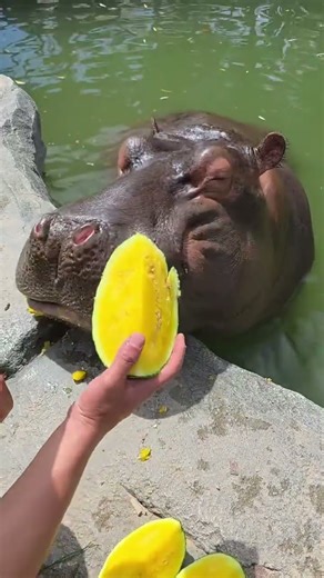 Feeding My Hungry Hippo Fresh Fruit | Zookeeper’s Special Bond