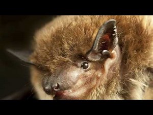 2 Hours Bat Sound Effects