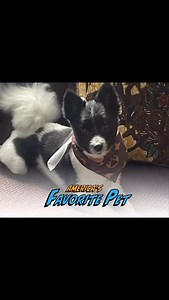 Meet Jack, my 4-year-old Border Collie mix who truly deserves the title of America’s Favorite Pet. Jack is the sweetest dog you’ll ever meet. Despite battling frequent seizures, he lives every day with so much love and joy to share. He’s more than just a pet—he’s a fighter, a cuddle bug, and a constant source of happiness. Jack has a heart as big as his soulful eyes, and I would be so grateful if you could take a moment to vote for him. Let’s show the world just how special Jack is! Voting start