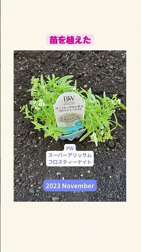 【雑草対策】【庭づくり】草が生えるなら花を植えよう ２ スーパーアリッサム植えてみた #shorts #雑草対策 #グランドカバー #庭づくり #スーパーアリッサム #ガーデニング