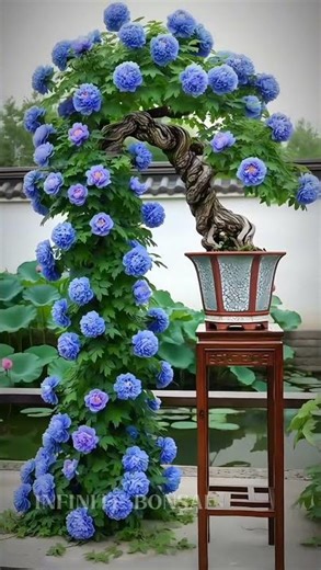 Stunning Blue Flower Bonsai The Most Beautiful Bonsai Art #bonsai #shorts