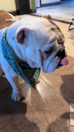 Completely the opposite! #canelo #bulldog #dogsoftiktok #funny