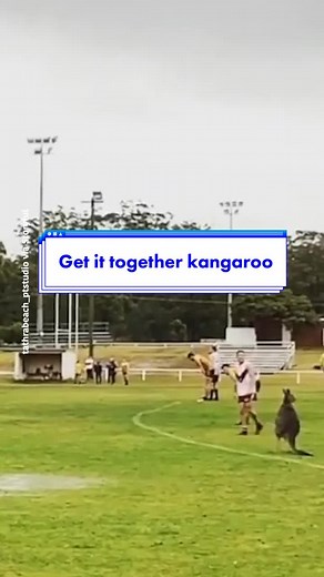 In New South Wales even the kangaroo’s get a shot on the pitch #newsouthwales #australia #kangaroo #australianfootball @djtvmpo 💯