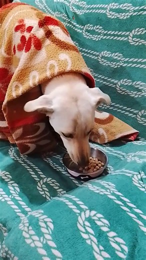 hi guys, so cold 🥶 #love #animals #music #lyrics #kotdwar #uttarakhand