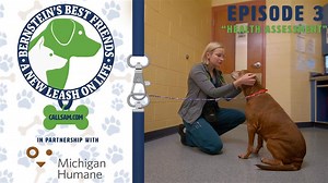 36 reactions · 5 comments | Head, shoulders, knees, and tails. With the animals back from decompression it is time to get assessed so they can get properly placed with their new family. Watch now on the newest episode of Bernstein’s Best Friends! | Sam Bernstein Law | Facebook