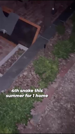 37K views · 109 reactions | 4TH SNAKE IN 1 SEASON FOR THIS HOME OWNER Daniel from Kangaroo Ground has now had 4 snakes visit him this summer. - 2 copperheads in the house at seperate times (1 in the hall and another in the shower) - a brown snake in the pool - and a tiger snake on his roof. All in the space of 2 months. Go Daniel! #australia #snake #fyp #foryou #alarm | The Snake Hunter | Facebook