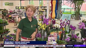 Tips for taking care of orchids