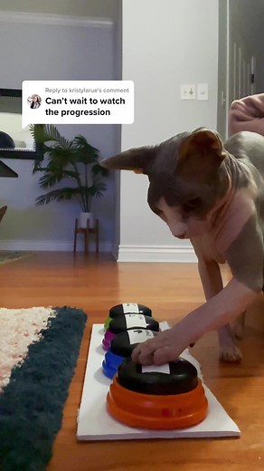 Talking Cats: Cats Using Buttons to Communicate