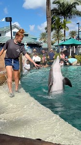 DOLPHIN NURSERY SESSIONS! 😍🐬 #seaworld #dolphins #DolphinWatching | SeaWorld Videos