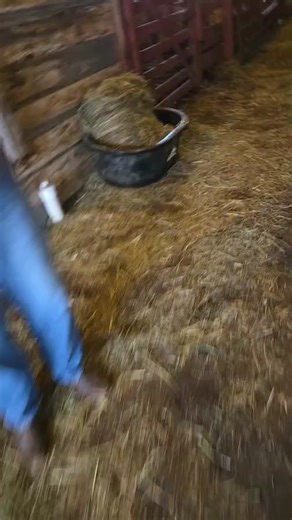 West Tennessee Auction Barn on Reels