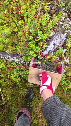 Lingonberry picking #harvesting #cranberry #lingonberry #berryfarm #fruit