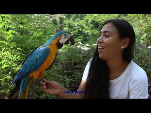 Is Your African Grey Parrot Crying for Help Dont Ignore These Urgent Warning Signs