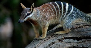 Numbat genome could bring thylacine’s resurrection a step closer